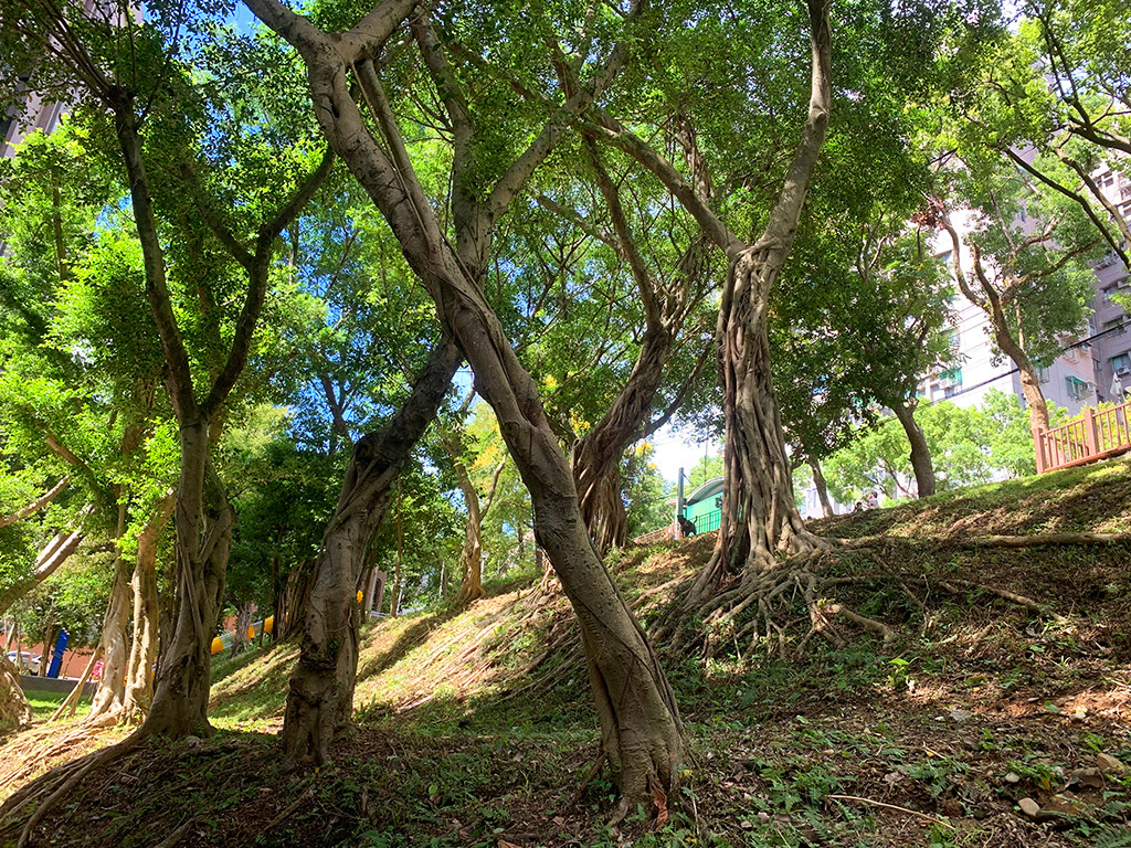 新店原民公園現場照片